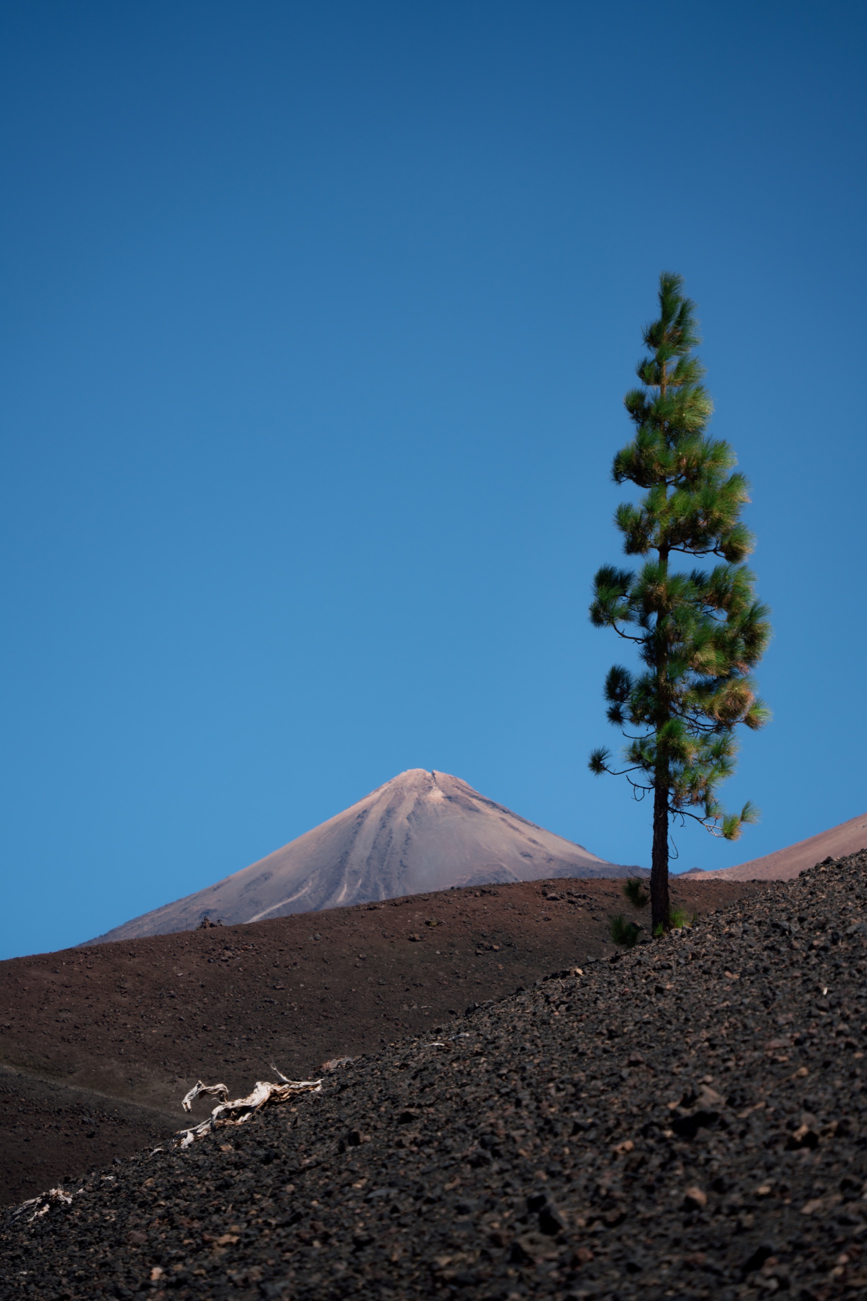 Lone pine tree on volcanic terrain with Mount Teide behind it in Tenerife
